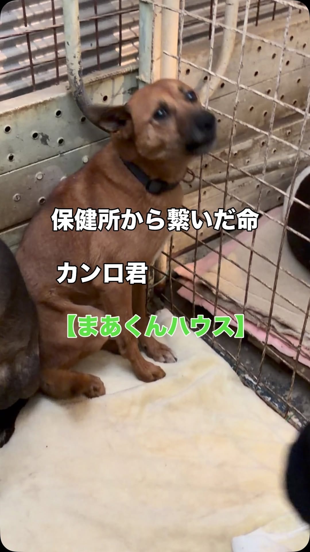 Post 4 by 宇治川大介（こてつパパ） on Instagram (video)