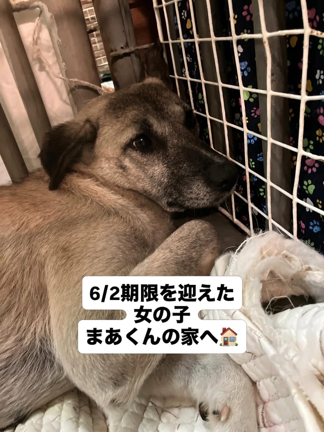 Post 7 by 宇治川大介（こてつパパ） on Instagram (carousel)