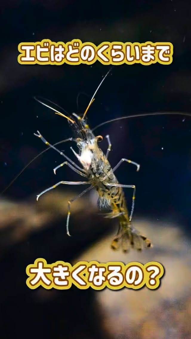 Post 5 by 北の大地の水族館（山の水族館） on Instagram (video)