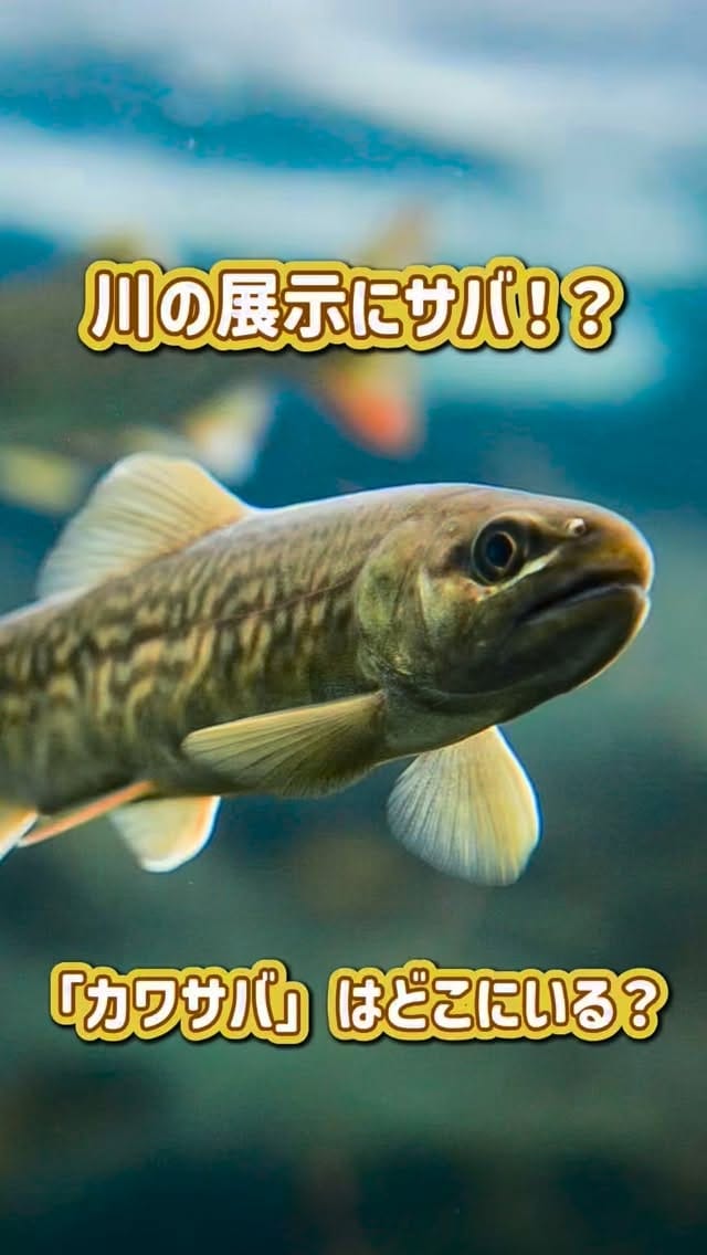 Post 2 by 北の大地の水族館（山の水族館） on Instagram (video)