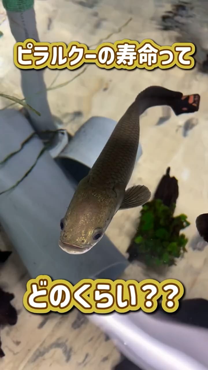 Post 7 by 北の大地の水族館（山の水族館） on Instagram (video)