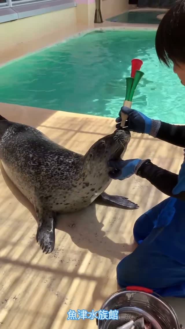 Post 7 by 魚津水族館 公式 on Instagram (video)