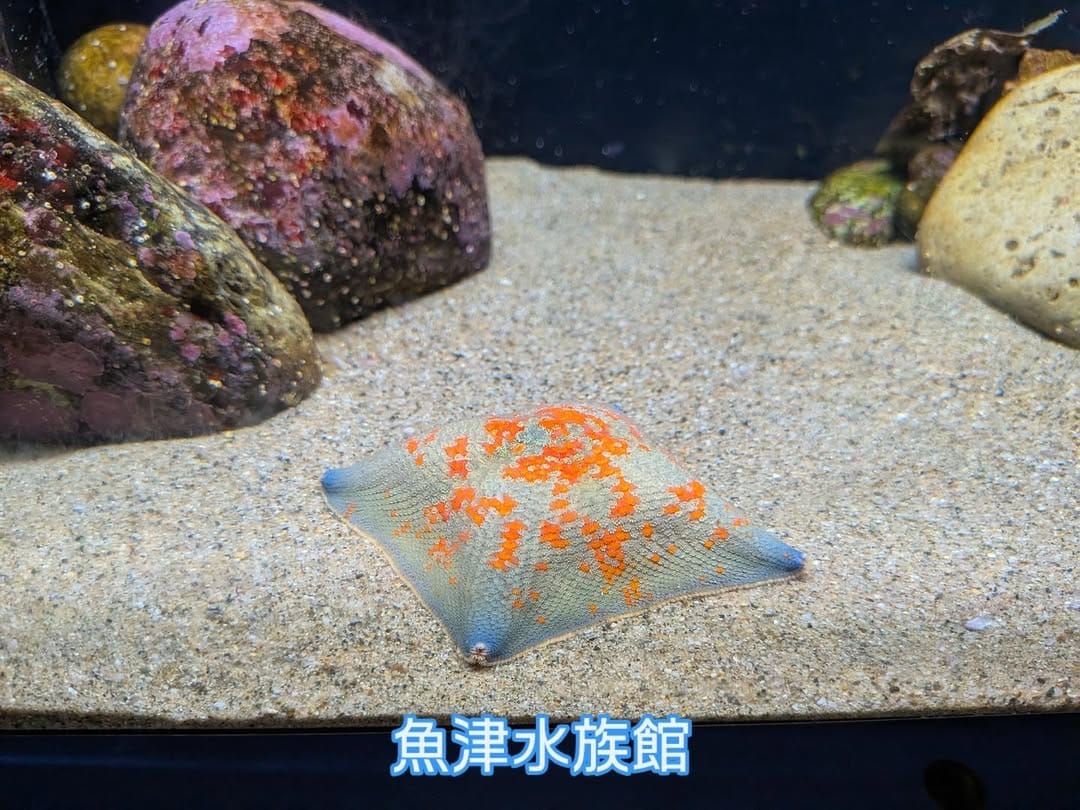 Post 9 by 魚津水族館 公式 on Instagram (image)
