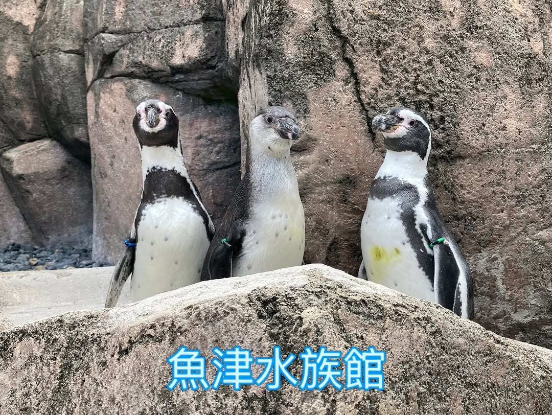 Post 4 by 魚津水族館 公式 on Instagram (carousel)