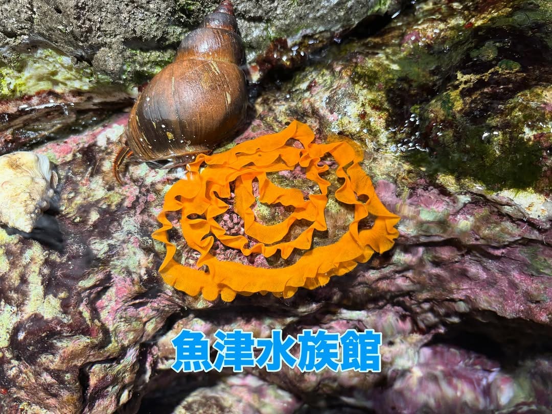 Post 10 by 魚津水族館 公式 on Instagram (carousel)