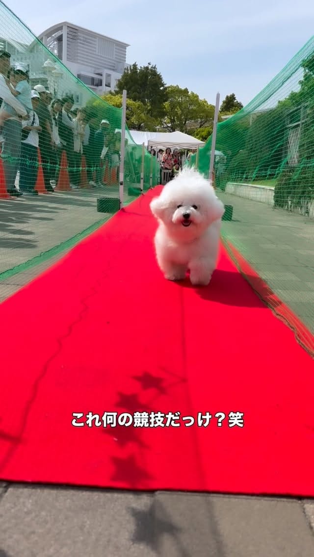 Post 9 by ビションフリーゼのフルリ🎀 on Instagram (video)