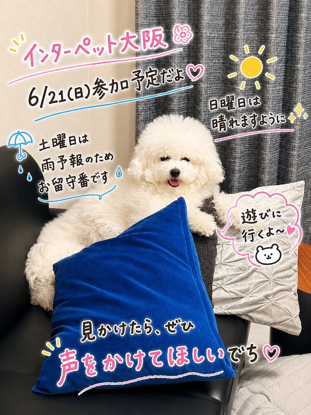 Post 3 by ビションフリーゼのフルリ🎀 on Instagram (carousel)