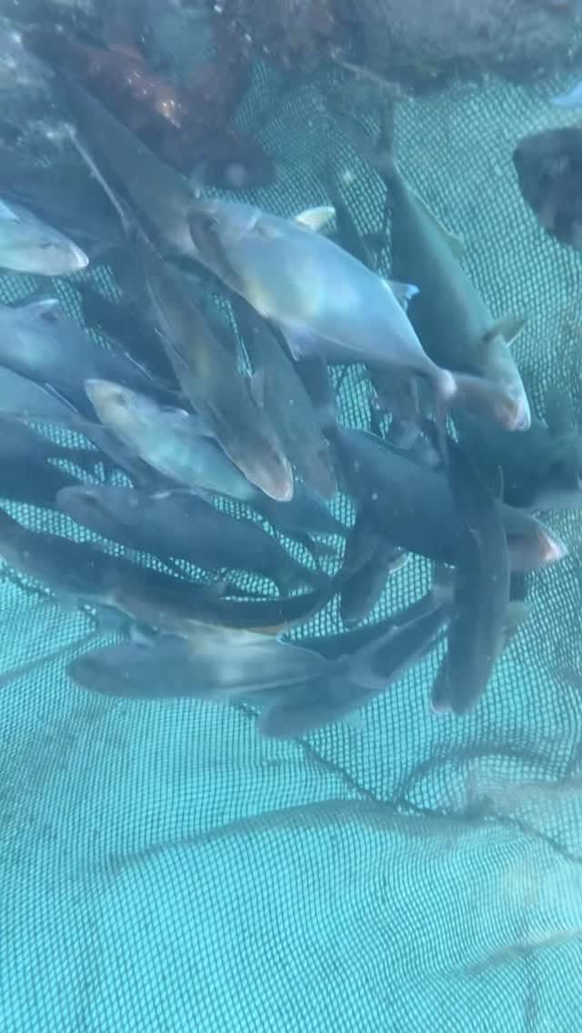 Post 3 by Ryow-A〜新米漁師の奮闘記〜 on Instagram (video)