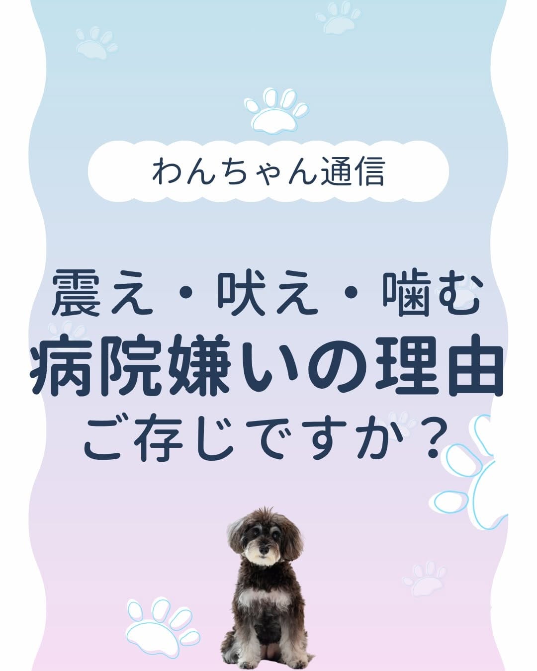 Post 7 by さとう先生｜犬猫の健康寿命を延ばす獣医師🐾佐藤貴紀 on Instagram (carousel)