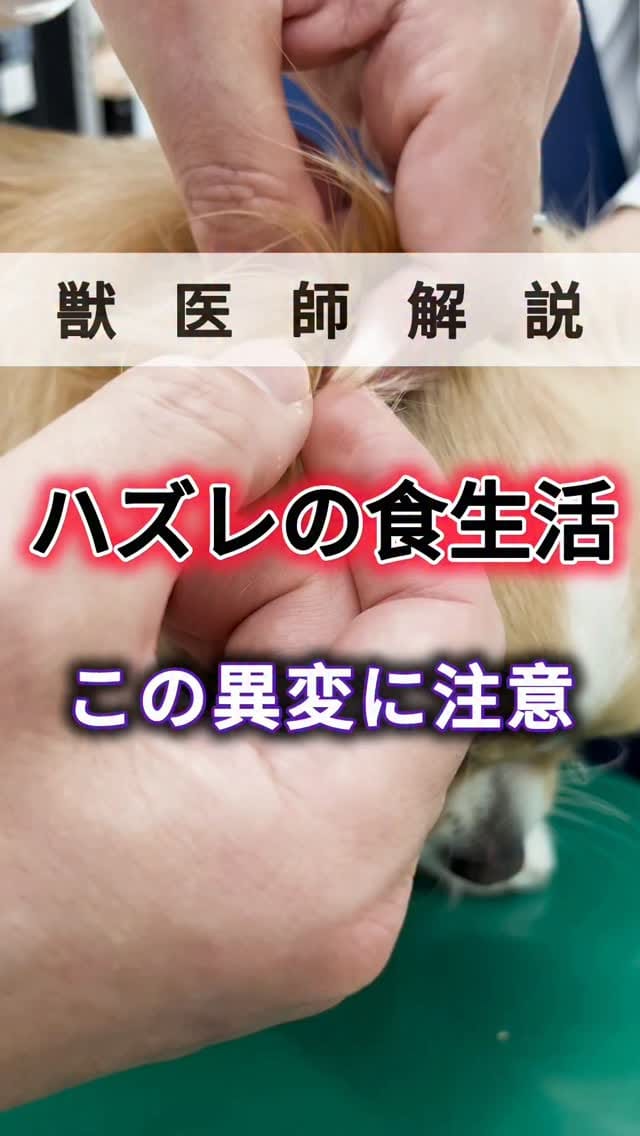 Post 10 by 犬の皮膚&行動の獣医師 平川将人 on Instagram (video)