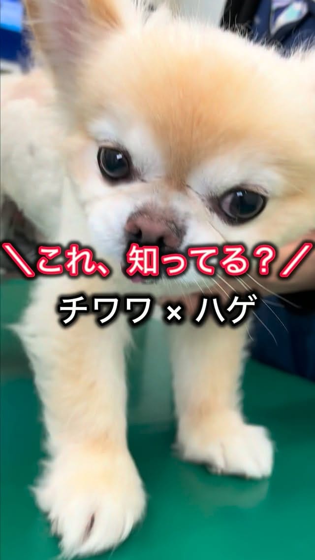 Post 4 by 犬の皮膚&行動の獣医師 平川将人 on Instagram (video)