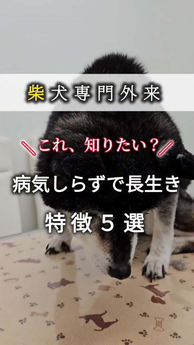 Post 5 by 犬の皮膚&行動の獣医師 平川将人 on Instagram (video)