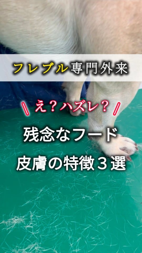 Post 2 by 犬の皮膚&行動の獣医師 平川将人 on Instagram (video)