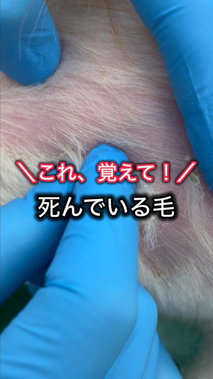 Post 3 by 犬の皮膚&行動の獣医師 平川将人 on Instagram (video)