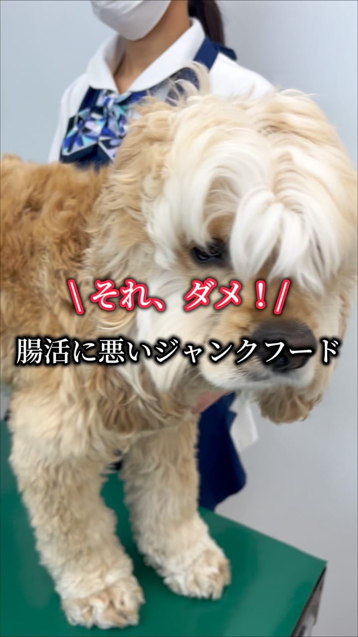 Post 6 by 犬の皮膚&行動の獣医師 平川将人 on Instagram (video)