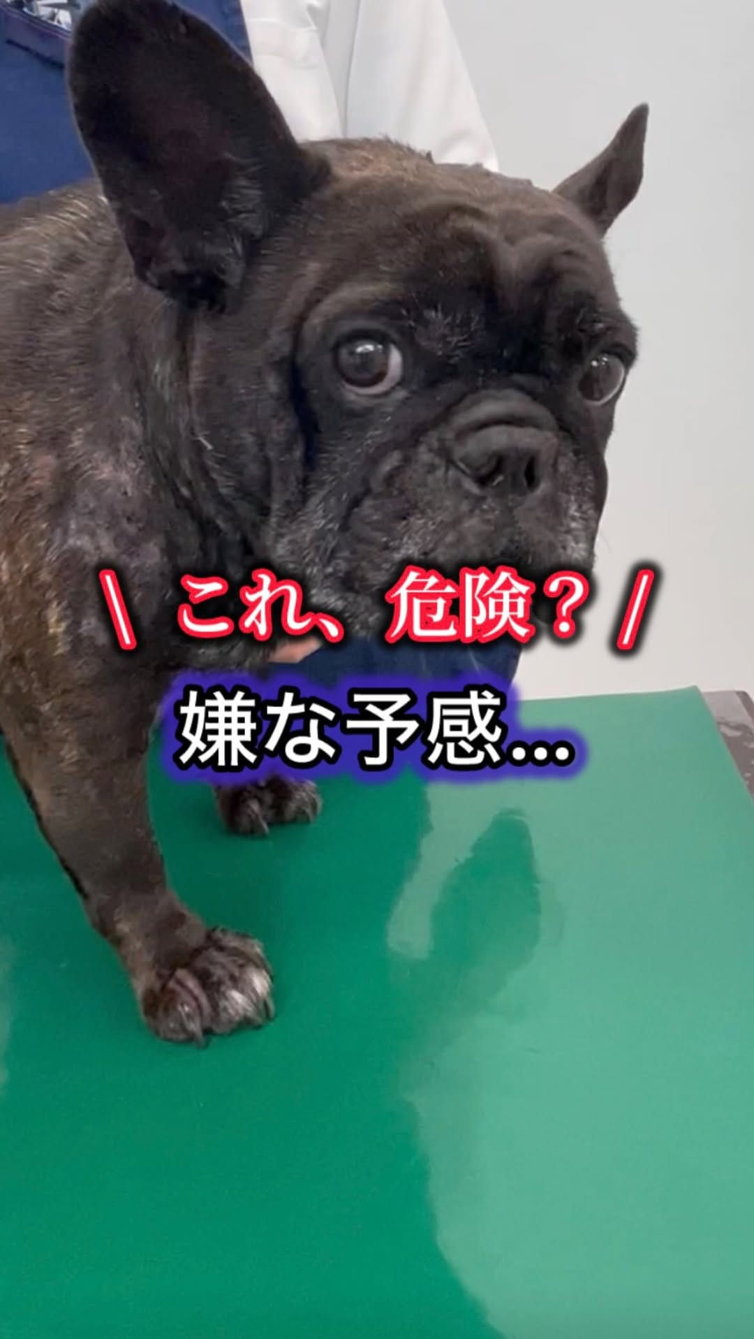 Post 1 by 犬の皮膚&行動の獣医師 平川将人 on Instagram (video)