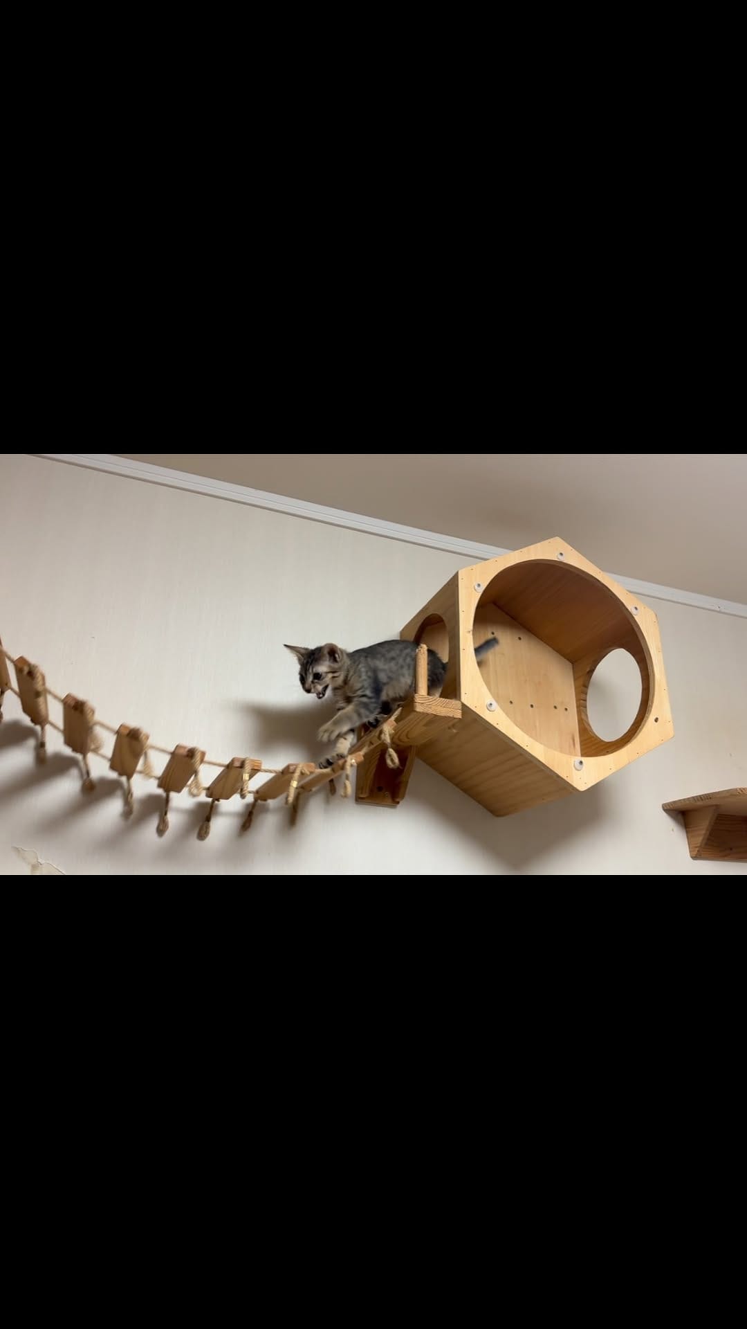 Post 8 by nekonote ねこのて on Instagram (video)