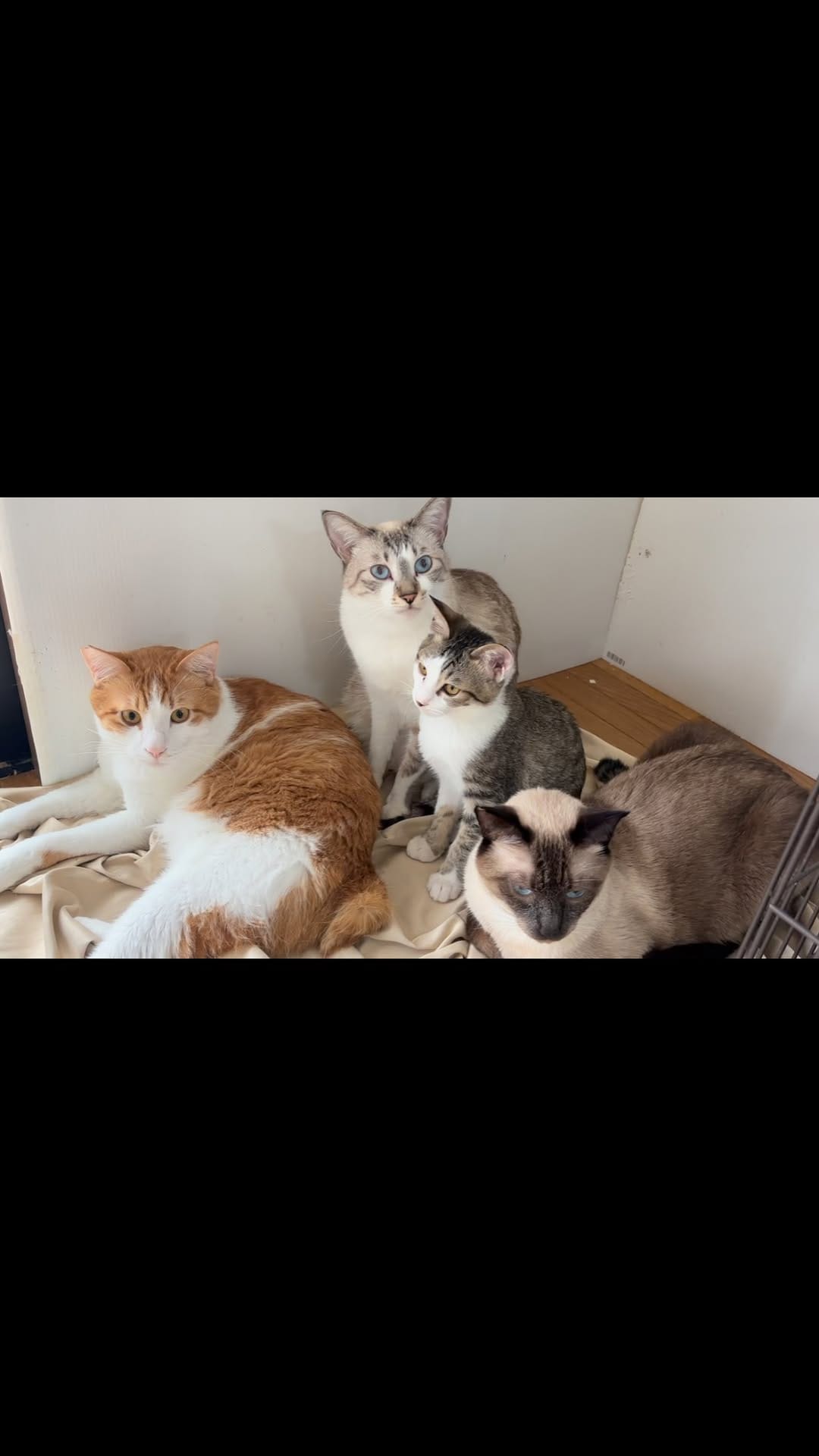 Post 6 by nekonote ねこのて on Instagram (video)
