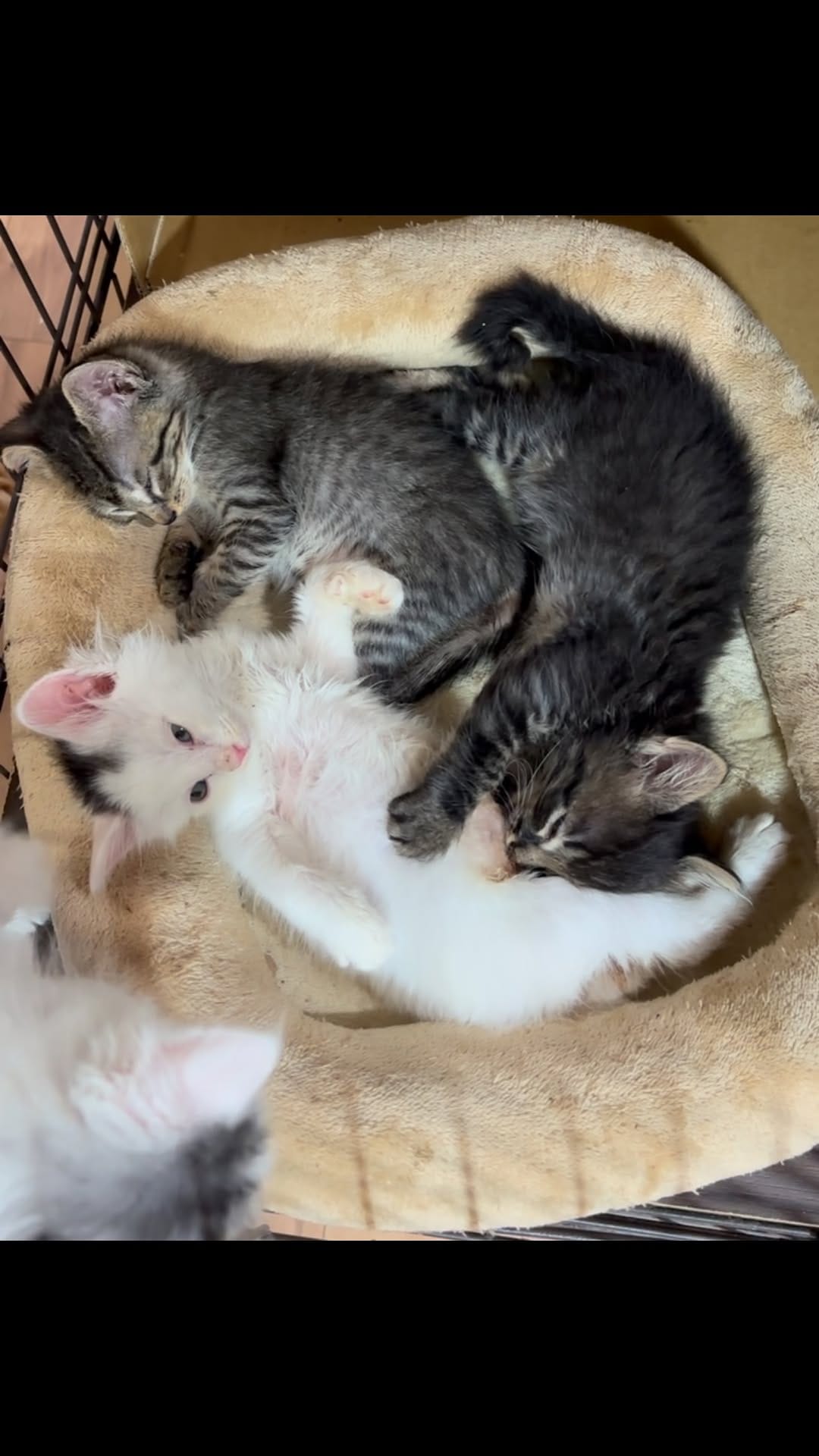 Post 1 by nekonote ねこのて on Instagram (video)