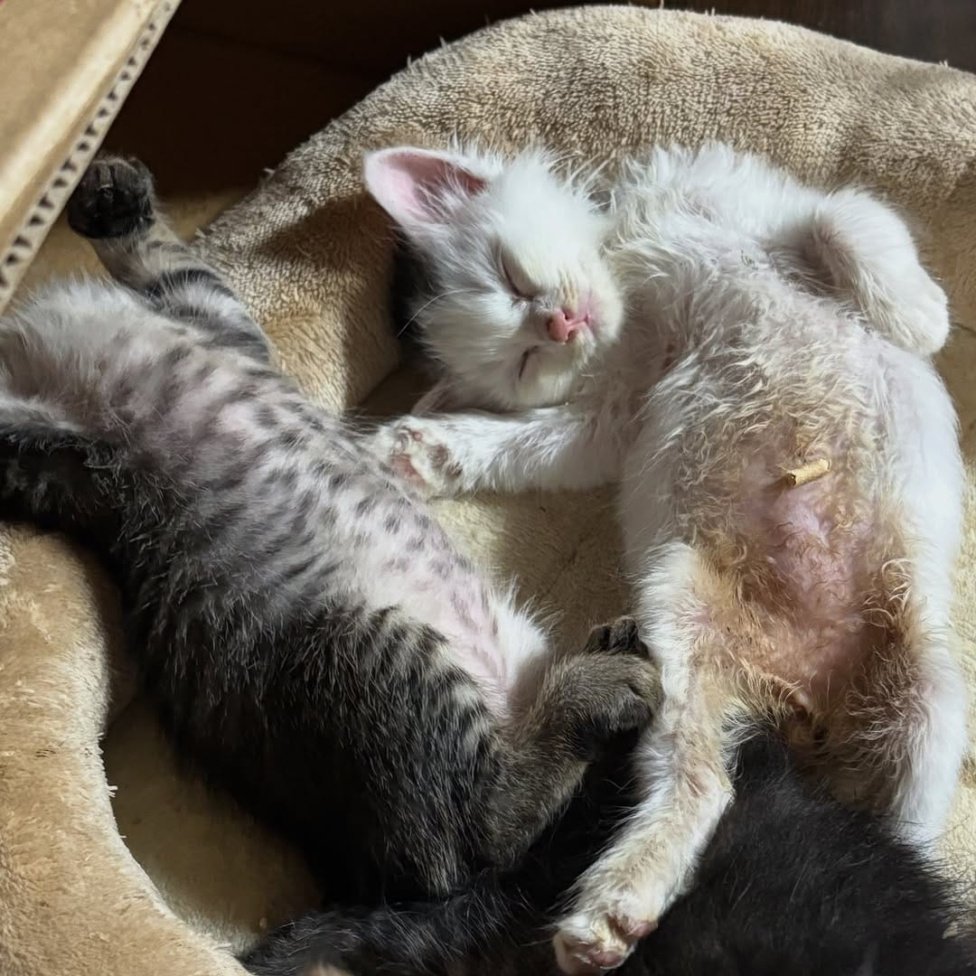 Post 3 by nekonote ねこのて on Instagram (image)