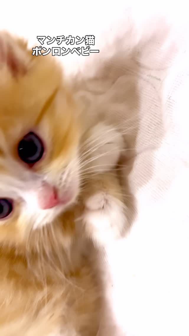 Post 5 by マンチカン猫ブリーダー＆猫カフェ：まんちの樹 on Instagram (video)