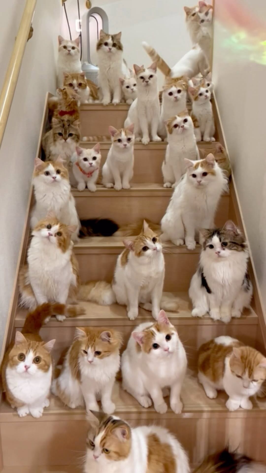 Post 8 by マンチカン猫ブリーダー＆猫カフェ：まんちの樹 on Instagram (video)