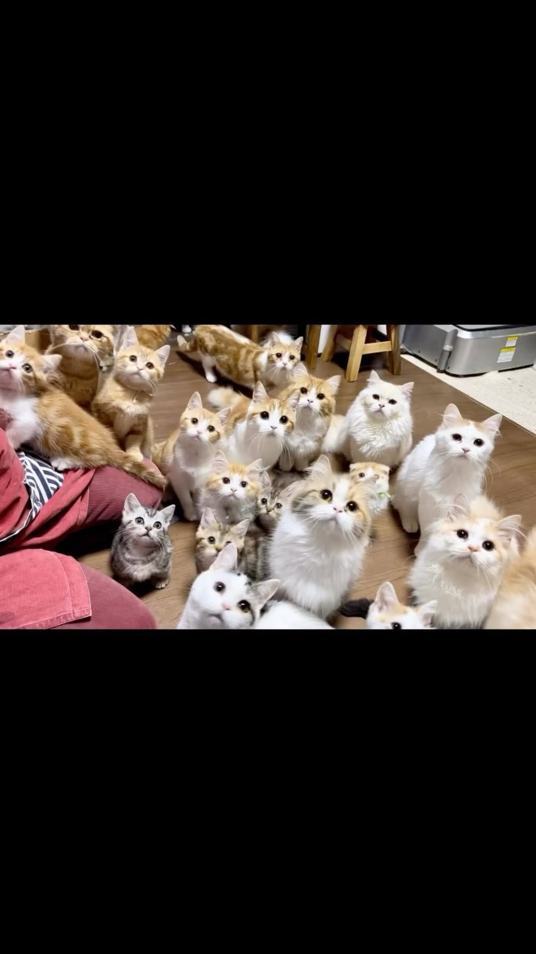 Post 9 by マンチカン猫ブリーダー＆猫カフェ：まんちの樹 on Instagram (video)