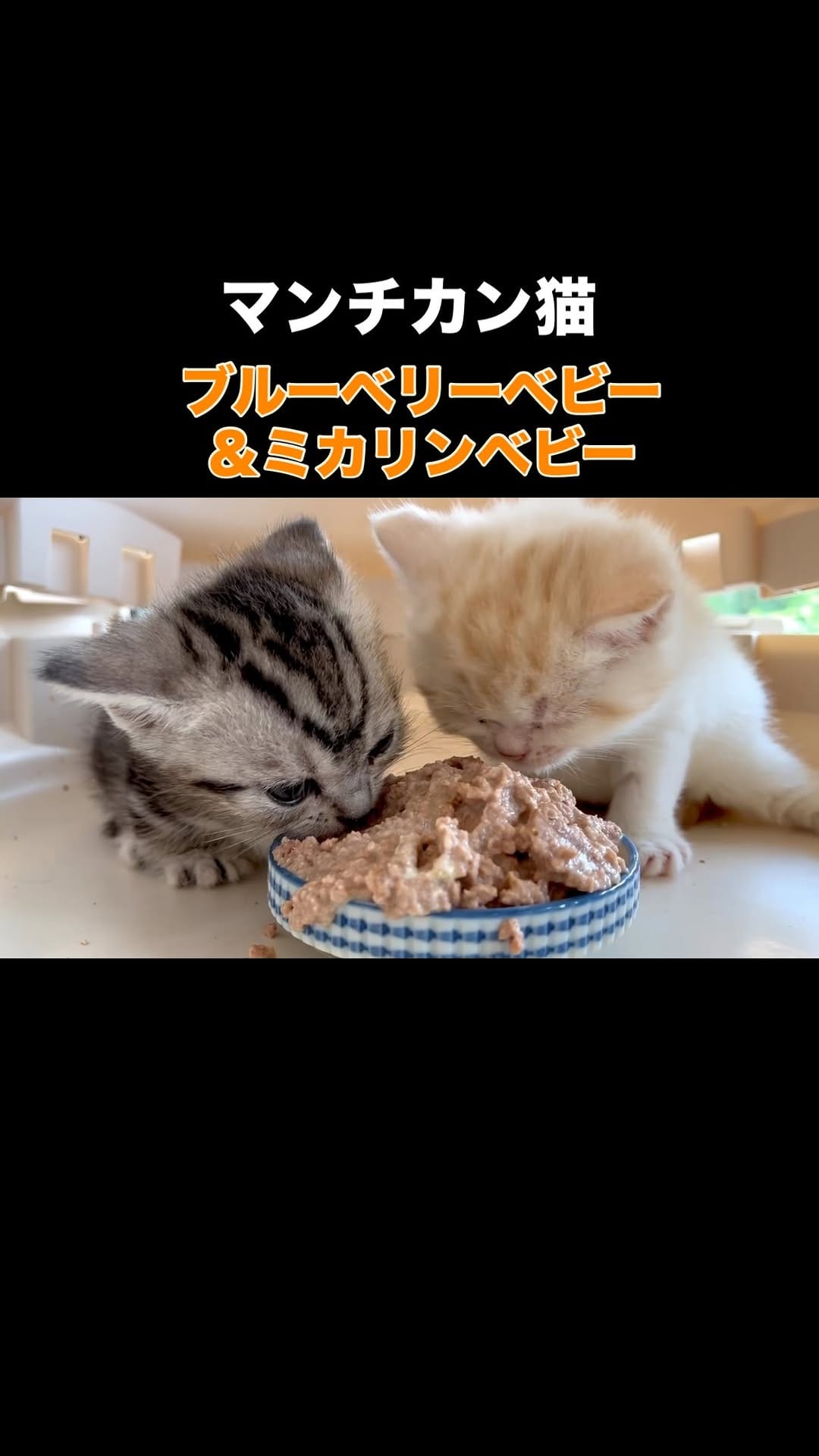 Post 4 by マンチカン猫ブリーダー＆猫カフェ：まんちの樹 on Instagram (video)