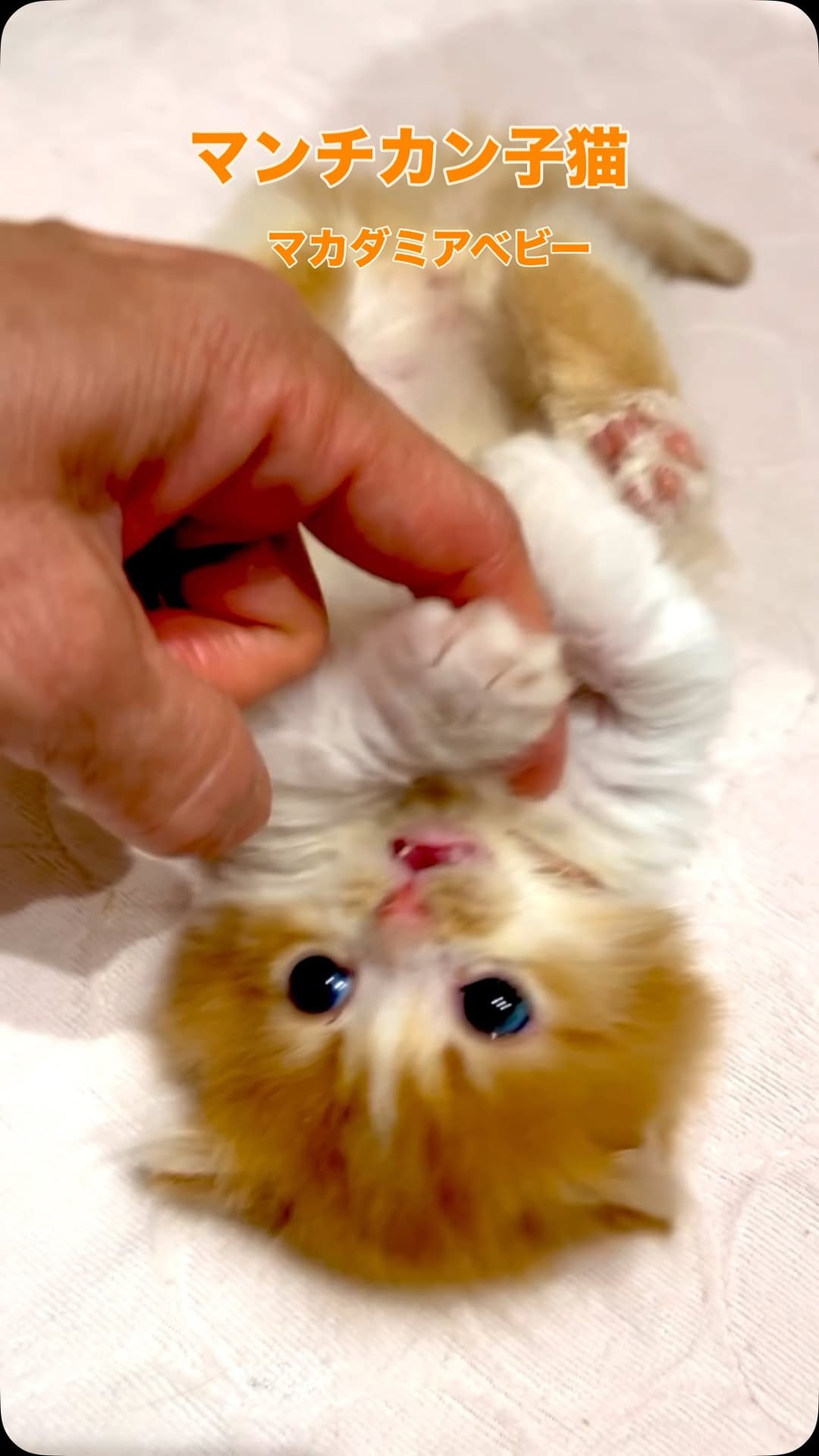 Post 7 by マンチカン猫ブリーダー＆猫カフェ：まんちの樹 on Instagram (video)
