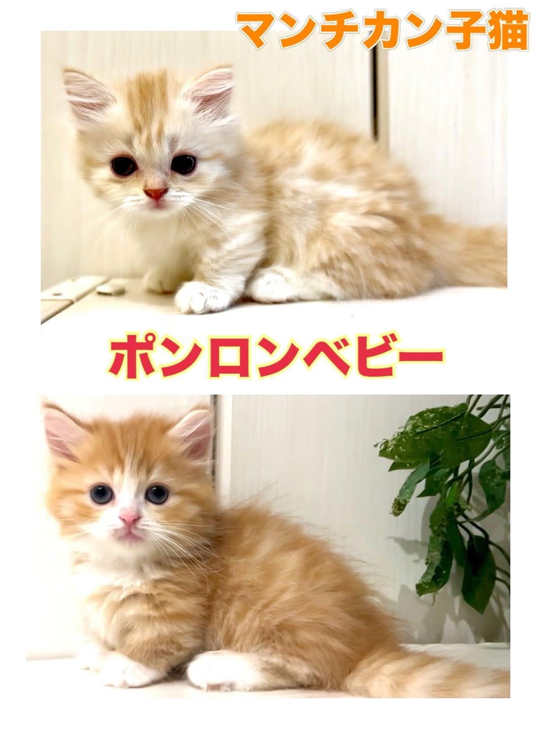 Post 2 by マンチカン猫ブリーダー＆猫カフェ：まんちの樹 on Instagram (carousel)