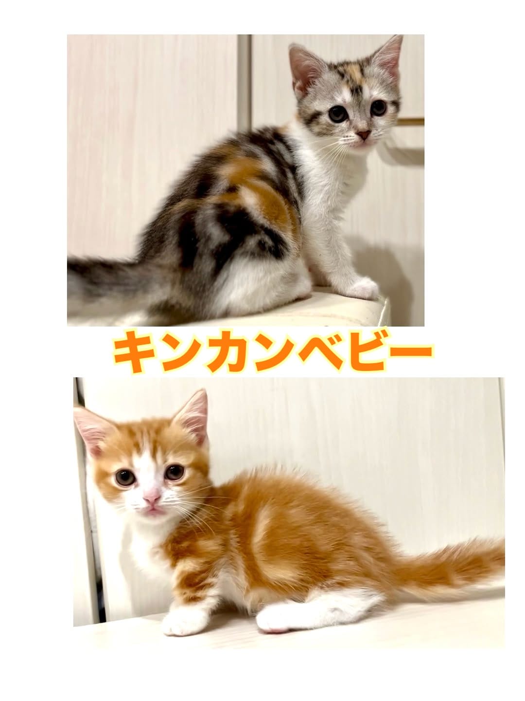 Post 3 by マンチカン猫ブリーダー＆猫カフェ：まんちの樹 on Instagram (carousel)