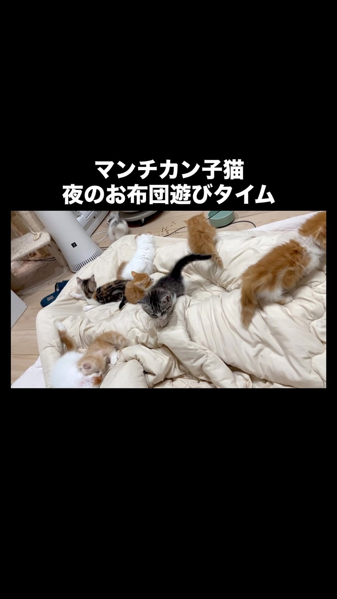 Post 6 by マンチカン猫ブリーダー＆猫カフェ：まんちの樹 on Instagram (video)
