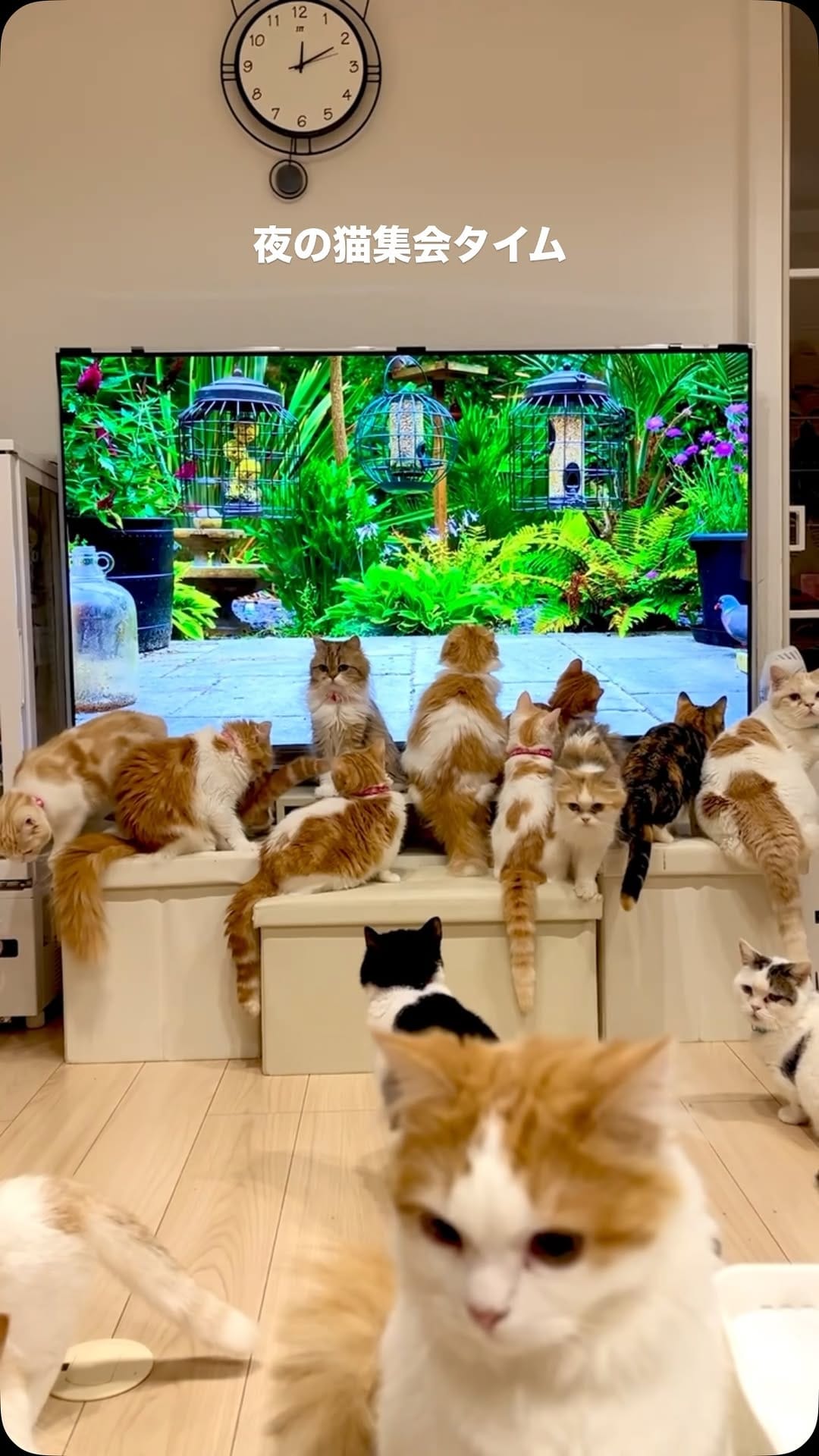 Post 1 by マンチカン猫ブリーダー＆猫カフェ：まんちの樹 on Instagram (video)