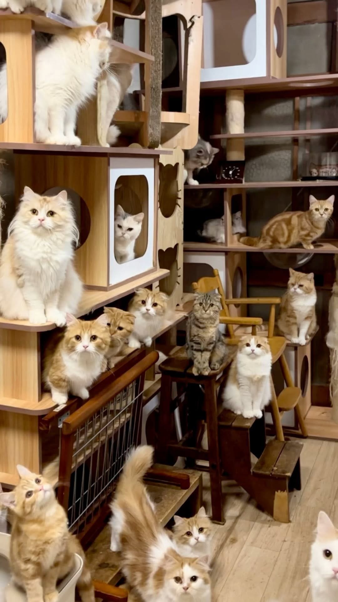 Post 10 by マンチカン猫ブリーダー＆猫カフェ：まんちの樹 on Instagram (video)