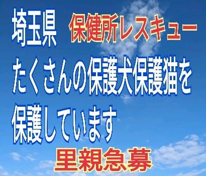 Post 8 by わんにゃん小梅保育園FARCO　小梅 on Instagram (video)