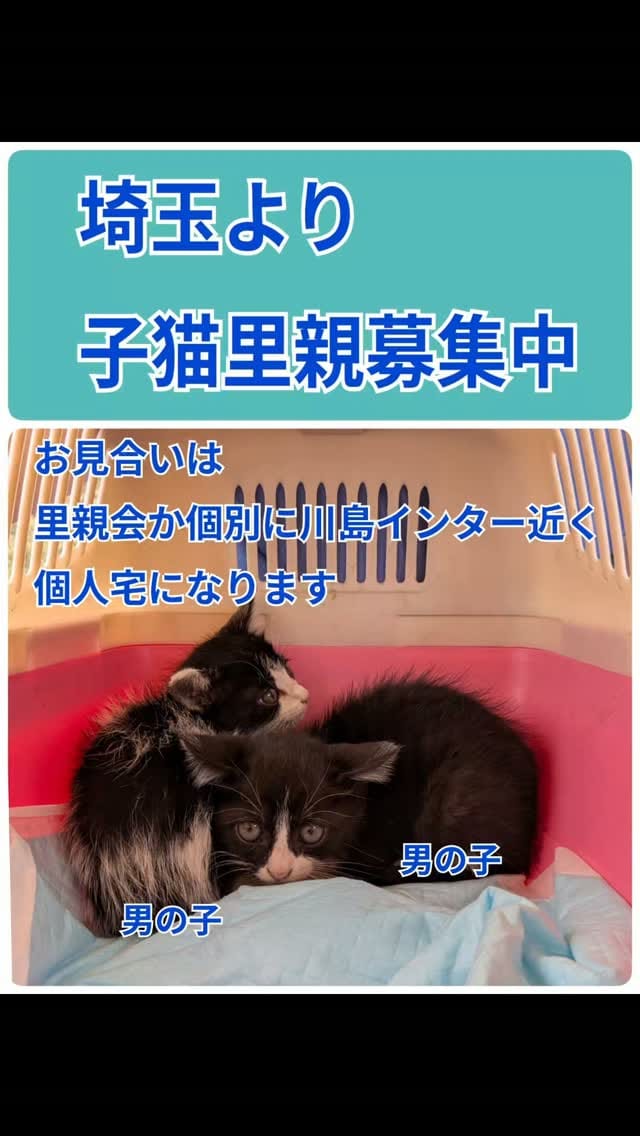 Post 1 by わんにゃん小梅保育園FARCO　小梅 on Instagram (video)