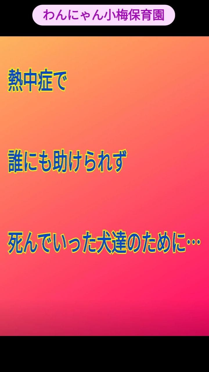 Post 9 by わんにゃん小梅保育園FARCO　小梅 on Instagram (video)