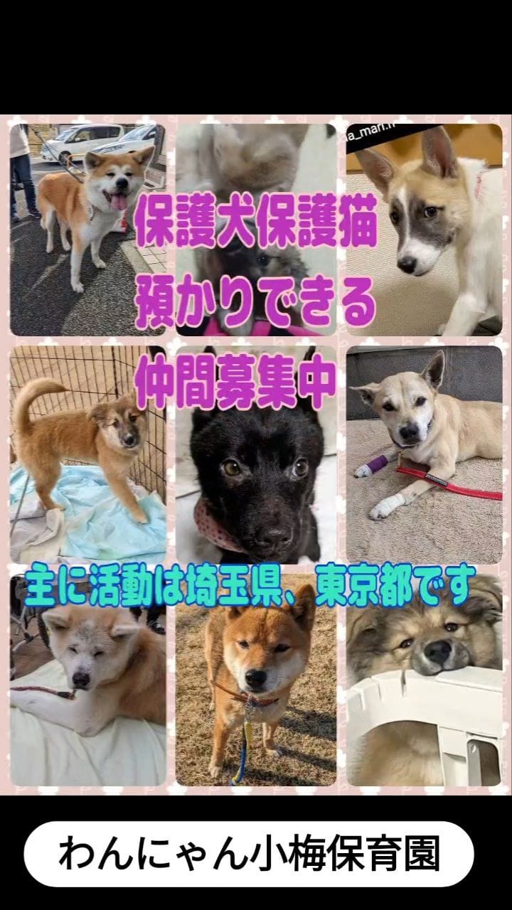 Post 10 by わんにゃん小梅保育園FARCO　小梅 on Instagram (video)