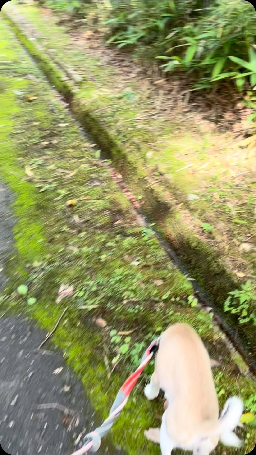 Post 7 by わんにゃん小梅保育園FARCO　小梅 on Instagram (video)