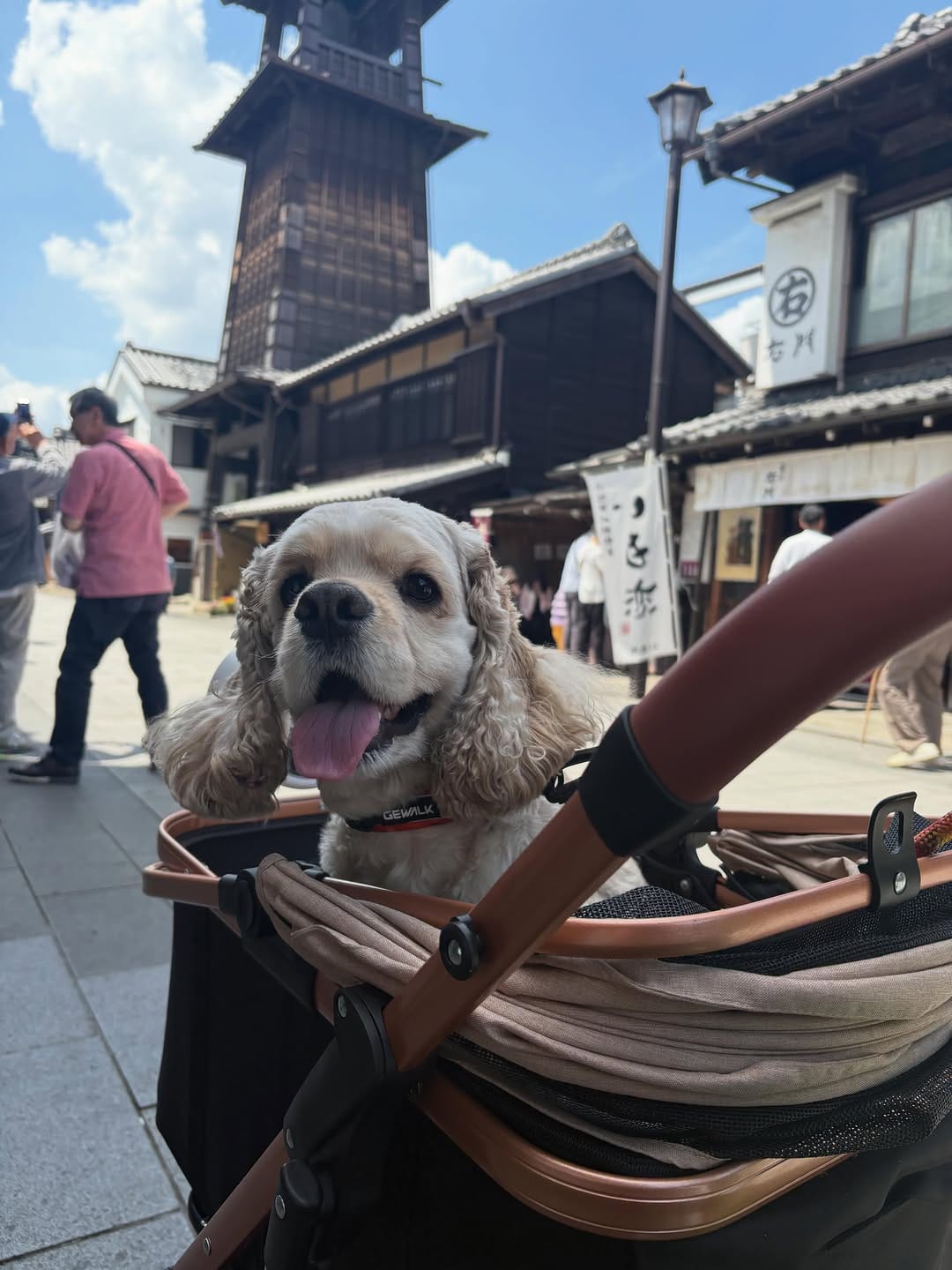 Post 7 by アメリカンコッカースパニエル【むぎ】♂ on Instagram (carousel)