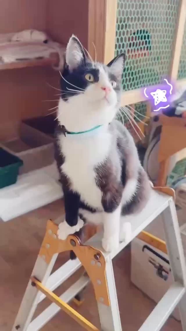 Post 8 by アニマルフォスターペアレンツ on Instagram (video)