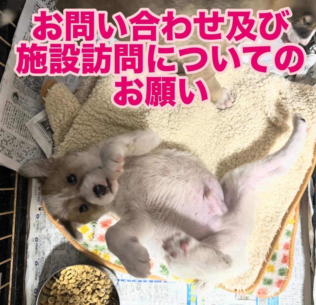 Post 10 by アニマルフォスターペアレンツ on Instagram (image)