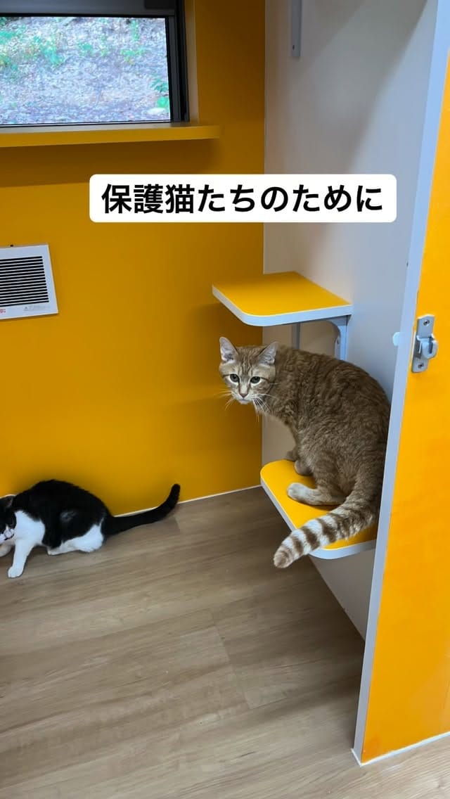Post 10 by ネコリパブリック代表 on Instagram (video)
