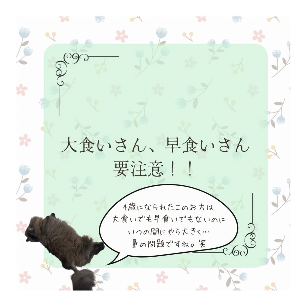 Post 7 by 長生き犬猫ごはん　獣医師chico on Instagram (carousel)