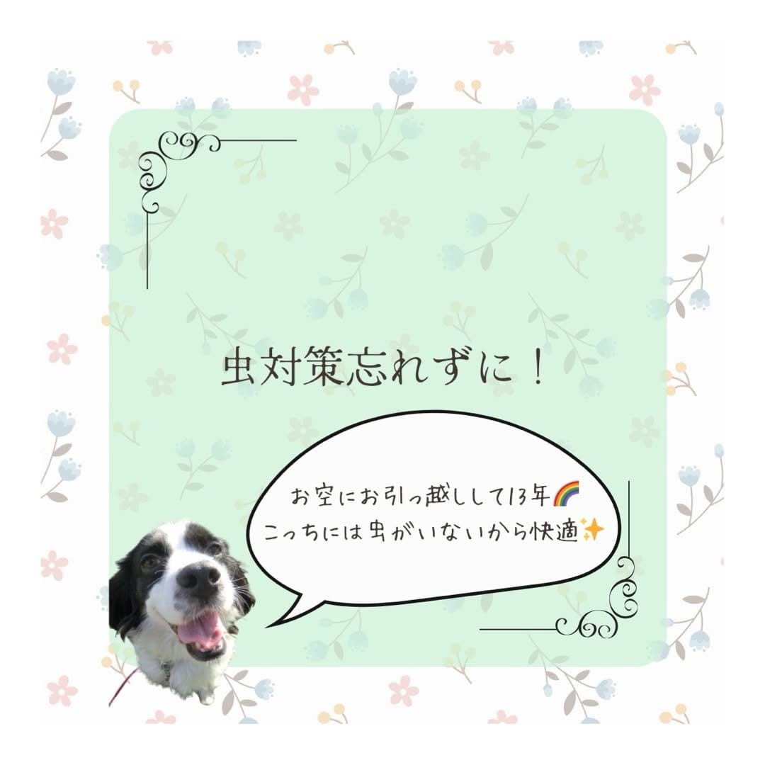 Post 4 by 長生き犬猫ごはん　獣医師chico on Instagram (carousel)