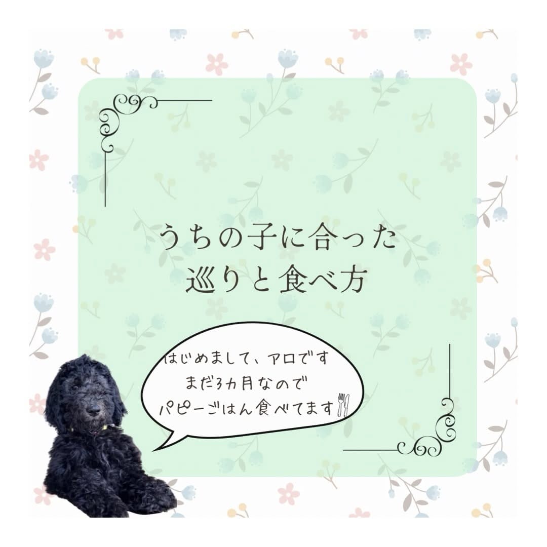 Post 2 by 長生き犬猫ごはん　獣医師chico on Instagram (carousel)