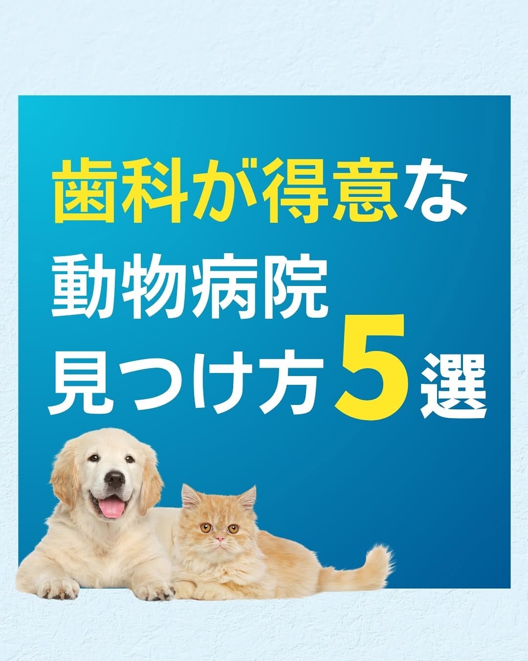 Post 9 by どうぶつの歯科／歯科獣医師が今からでも出来るケアを発信 on Instagram (carousel)