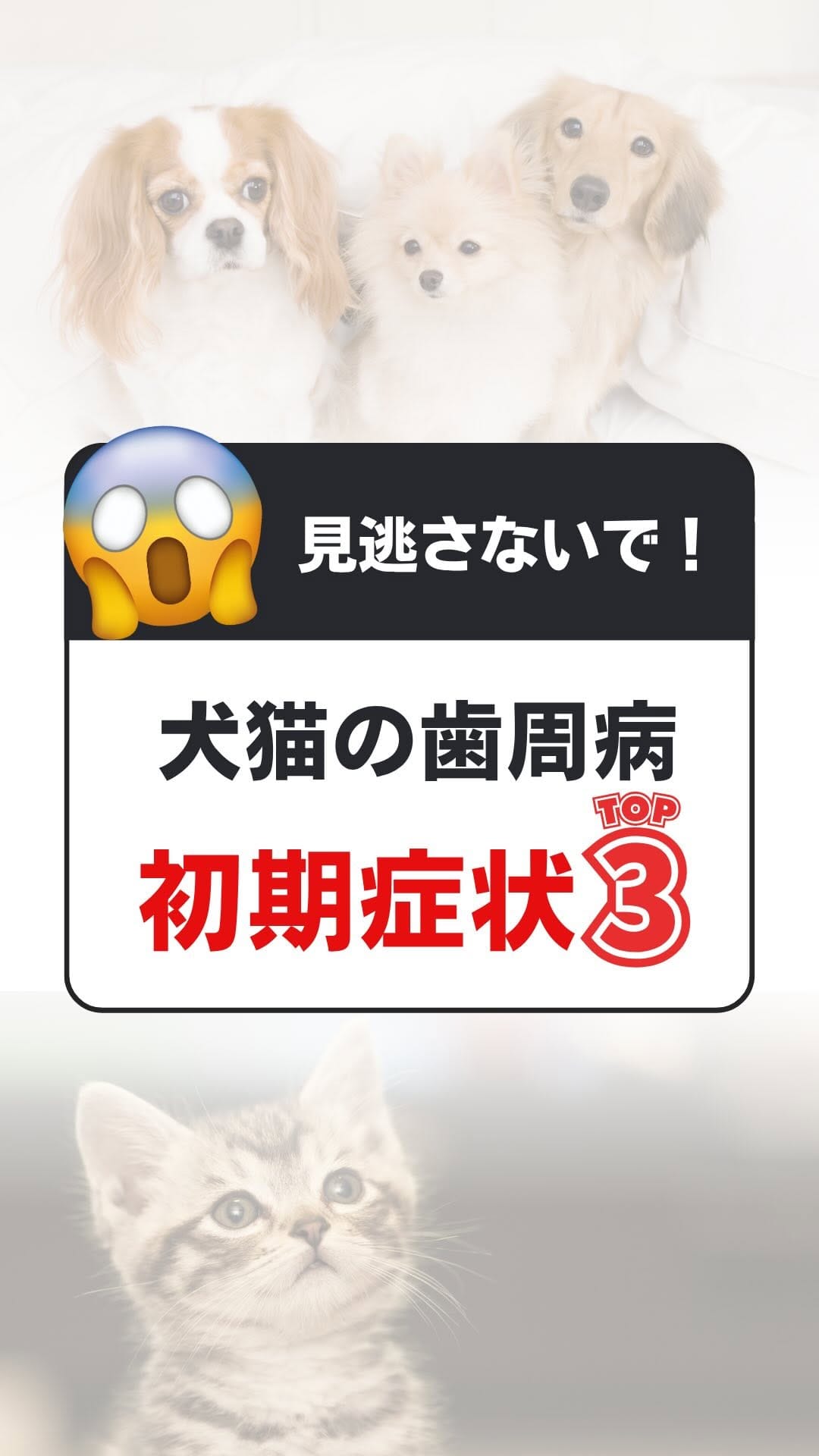 Post 8 by どうぶつの歯科／歯科獣医師が今からでも出来るケアを発信 on Instagram (video)