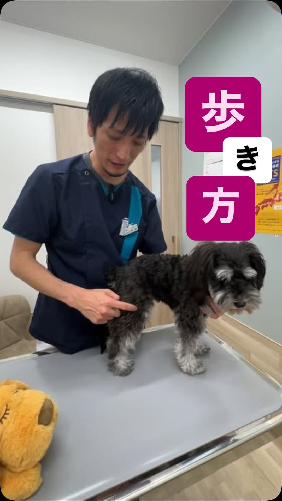 Post 5 by どうぶつの歯科／歯科獣医師が今からでも出来るケアを発信 on Instagram (video)