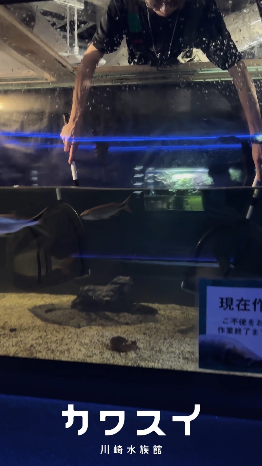 Post 8 by カワスイ 川崎水族館 on Instagram (video)
